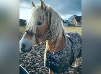 Haflinger, Hengst, 20 Jahre, 149 cm