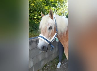 Haflinger, Hengst, 20 Jahre