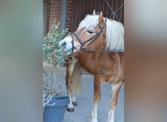 Haflinger, Hengst, 22 Jaar, 140 cm, Palomino
