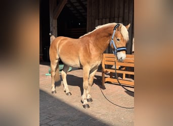 Haflinger, Hengst, 2 Jaar, 142 cm
