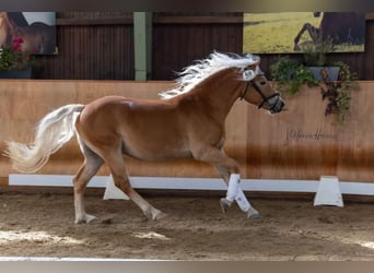 Haflinger, Hengst, 2 Jaar, 145 cm, Vos