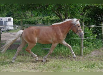 Haflinger, Hengst, 2 Jaar, 146 cm, Donkere-vos