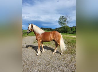 Haflinger, Hengst, 2 Jaar, 146 cm, Donkere-vos