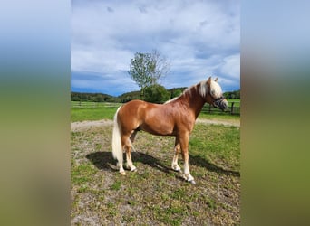 Haflinger, Hengst, 2 Jaar, 146 cm, Donkere-vos