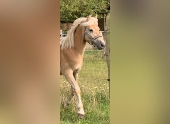 Haflinger, Hengst, 2 Jaar, 148 cm
