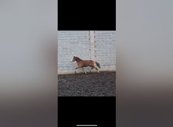 Haflinger, Hengst, 2 Jaar, 149 cm