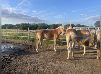 Haflinger, Hengst, 2 Jaar, 149 cm