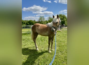 Haflinger, Hengst, 2 Jaar, 150 cm, Vos