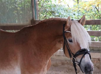 Haflinger, Hengst, 2 Jaar, 150 cm, Vos