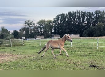 Haflinger, Hengst, 2 Jaar, 153 cm