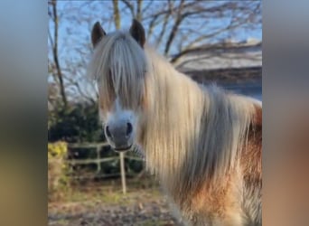 Haflinger, Hengst, 2 Jaar