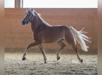 Haflinger, Hengst, 2 Jaar, Vos