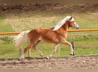 Haflinger, Hengst, 2 Jaar, Vos