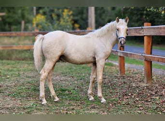 Haflinger Mix, Hengst, 2 Jahre, 137 cm, Palomino