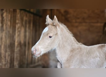 Haflinger Mix, Hengst, 2 Jahre, 137 cm, Palomino