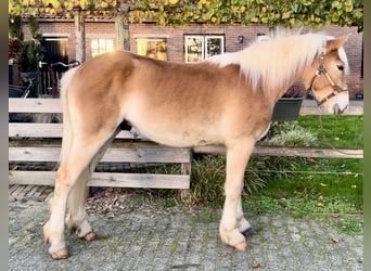 Haflinger, Hengst, 2 Jahre, 140 cm