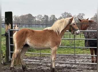 Haflinger, Hengst, 2 Jahre, 140 cm