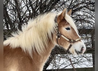 Haflinger, Hengst, 2 Jahre, 140 cm, Palomino