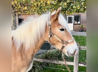 Haflinger, Hengst, 2 Jahre, 140 cm, Palomino