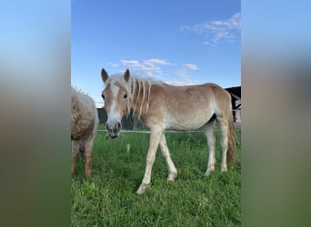 Haflinger, Hengst, 2 Jahre, 141 cm, Fuchs