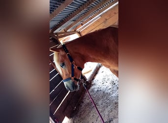 Haflinger, Hengst, 2 Jahre, 142 cm, Fuchs