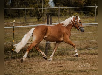 Haflinger, Hengst, 2 Jahre, 144 cm, Falbe