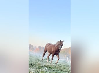 Haflinger Mix, Hengst, 2 Jahre, 144 cm, Fuchs