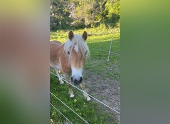 Haflinger, Hengst, 2 Jahre, 145 cm
