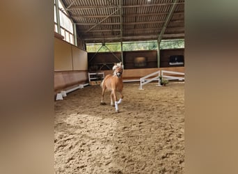 Haflinger, Hengst, 2 Jahre, 145 cm, Fuchs