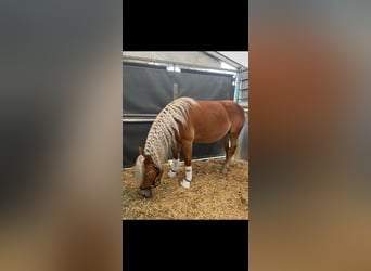 Haflinger, Hengst, 2 Jahre, 145 cm, Fuchs