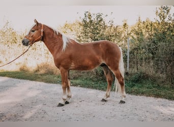 Haflinger, Hengst, 2 Jahre, 146 cm, Dunkelfuchs