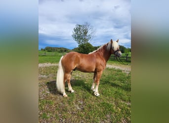 Haflinger, Hengst, 2 Jahre, 146 cm, Dunkelfuchs