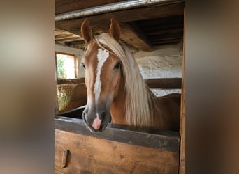 Haflinger, Hengst, 2 Jahre, 148 cm, Dunkelfuchs