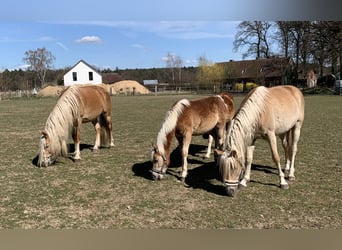 Haflinger, Hengst, 2 Jahre, 148 cm