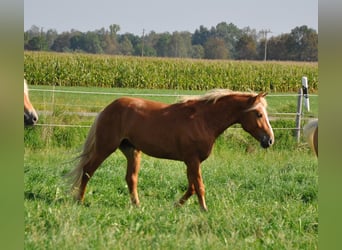 Haflinger, Hengst, 2 Jahre, 148 cm, Fuchs