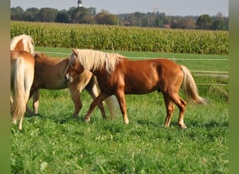 Haflinger, Hengst, 2 Jahre, 148 cm, Fuchs