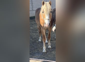 Haflinger, Hengst, 2 Jahre, 149 cm