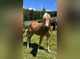 Haflinger, Hengst, 2 Jahre, 149 cm, Fuchs