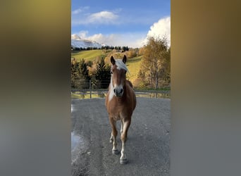 Haflinger, Hengst, 2 Jahre, 149 cm, Fuchs