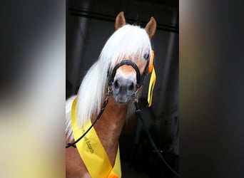 Haflinger, Hengst, 2 Jahre, 149 cm, Fuchs