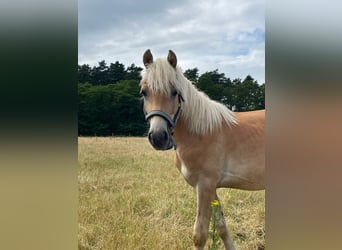 Haflinger, Hengst, 2 Jahre, 150 cm