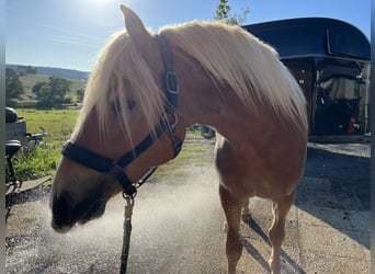 Haflinger, Hengst, 2 Jahre, 150 cm, Fuchs