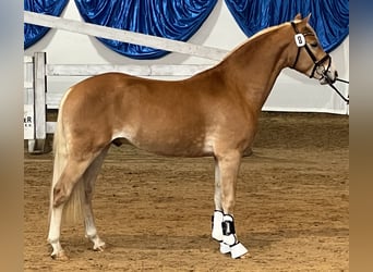 Haflinger, Hengst, 2 Jahre, 150 cm, Fuchs