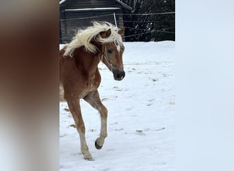Haflinger, Hengst, 2 Jahre, 150 cm, Fuchs
