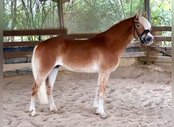 Haflinger, Hengst, 2 Jahre, 150 cm, Fuchs