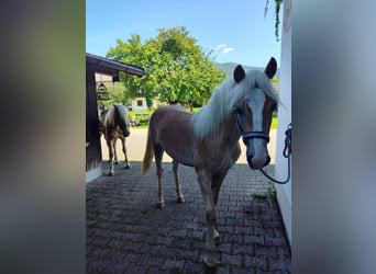 Haflinger, Hengst, 2 Jahre, 150 cm, Fuchs