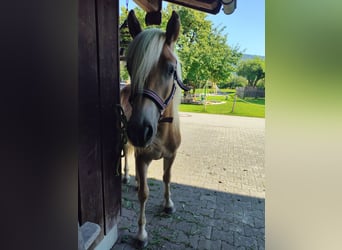 Haflinger, Hengst, 2 Jahre, 150 cm, Fuchs