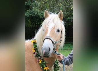 Haflinger, Hengst, 2 Jahre, 150 cm, Fuchs