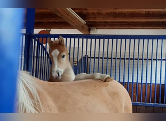 Haflinger, Hengst, 2 Jahre, 152 cm, Fuchs