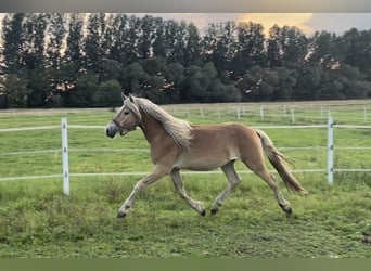 Haflinger, Hengst, 2 Jahre, 153 cm